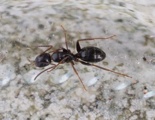 Camponotus fallax
